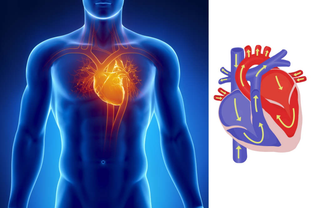 Coeur anatomie